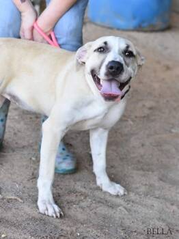 Brookie (AVAILABLE 10/12) -  Mixed Breed Dog for Adoption in Leverett, Massachusetts - Brookie (AVAILABLE 10/12) | PetCurious