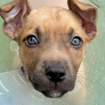 Tommy -  Mixed Breed Dog for Adoption in Matteson, Illinois - Tommy | PetCurious