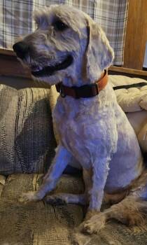 Romeo -  Golden Retriever and Standard Poodle Dog for Adoption in Waterloo, Iowa - Romeo | PetCurious