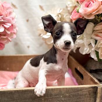 Charlotte -  Chihuahua Dog for Adoption in Newberg, Oregon - Charlotte | PetCurious