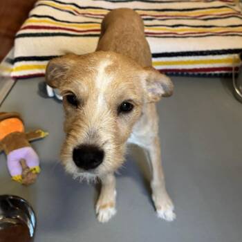 Hank -  Mixed Breed Dog for Adoption in Saint Charles, Missouri - Hank | PetCurious