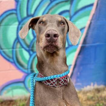 Doberman Pinscher Dogs Available for Adoption in Salt Lake City, Utah - Ketchup | PetCurious