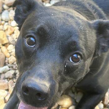Hutch -  Mixed Breed Dog for Adoption in Blue Ridge, Georgia - Hutch | PetCurious