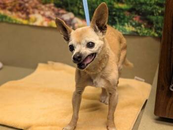 Chihuahua and Mixed Breed Dogs Available for Adoption - NETTIE | PetCurious
