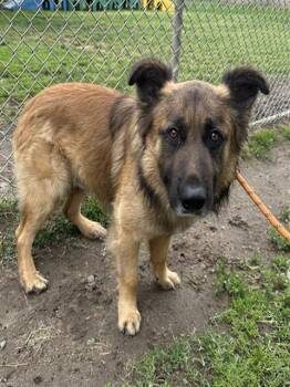 German Shepherd Dog and Mixed Breed Dogs Available for Adoption in Modesto, California - A609165 | PetCurious