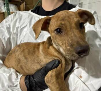 BELVEDERE -  Pit Bull Terrier and Chihuahua Dog for Adoption in Colorado Springs, Colorado - BELVEDERE | PetCurious
