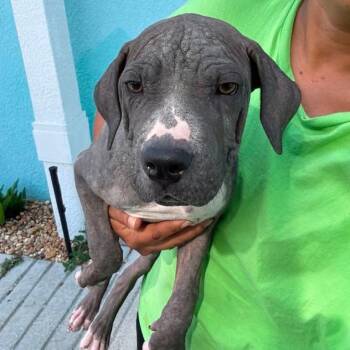 Love -  Pit Bull Terrier Dog for Adoption in Tampa, Florida - Love | PetCurious