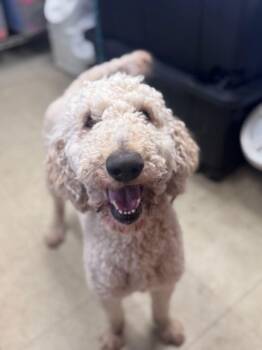 Goldendoodle Dogs Available for Adoption in East Hartford, Connecticut - Goose | PetCurious