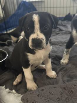 Flora Bell -  Staffordshire Bull Terrier Dog for Adoption in The Woodlands, Texas - Flora Bell | PetCurious