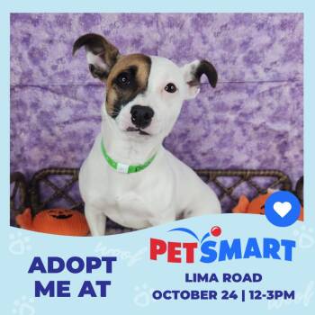Peaches -  Jack Russell Terrier Dog for Adoption in Fort Wayne, Indiana - Peaches | PetCurious