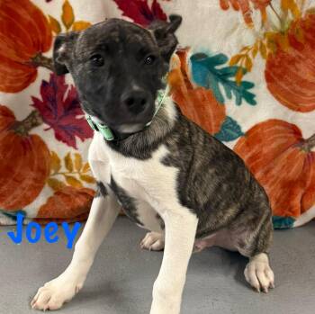 Rescue Terrier Dogs for Adoption in Albany, New York - Joey | PetCurious