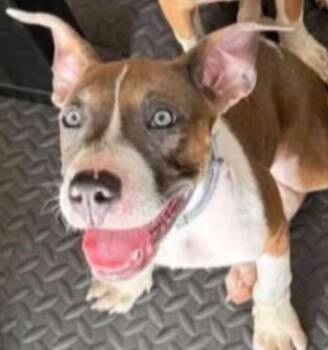 Mister -  Pit Bull Terrier and Boxer Dog for Adoption in Panama City, Florida - Mister | PetCurious