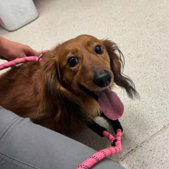 Choco -  Dachshund Dog for Adoption in Murray, Utah - Choco | PetCurious