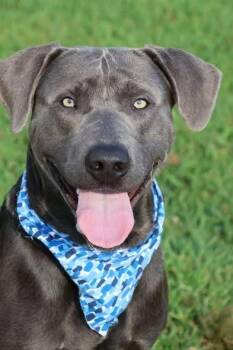 Dustin -  Mixed Breed Dog for Adoption in Columbia, Tennessee - Dustin | PetCurious