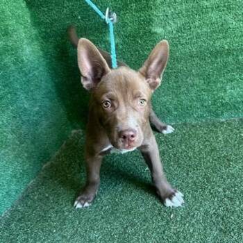 Jimmy -  Mixed Breed Dog for Adoption in Bend, Oregon - Jimmy | PetCurious