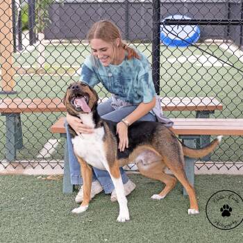 Reinhardt -  Shepherd and Rottweiler Dog for Adoption in Abilene, Texas - Reinhardt | PetCurious