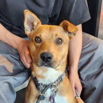 Red -  Mixed Breed Dog Available for Adoption in Bismarck, North Dakota - Red | PetCurious