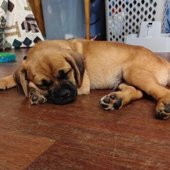 Fritz -  Pug and Mixed Breed Dog for Adoption in Alma, Wisconsin - Fritz | PetCurious