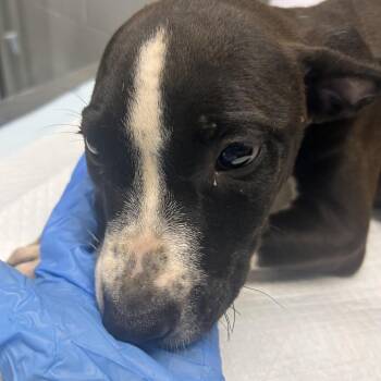 Rock -  Mixed Breed Dog for Adoption in Summerville, South Carolina - Rock | PetCurious