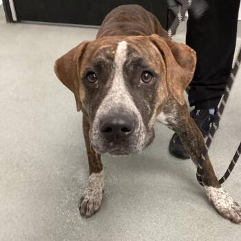 Boxer Dogs Available for Adoption - Dixie | PetCurious