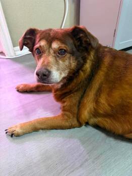 Winnie -  Cattle Dog Dog for Adoption in Shawnee, Oklahoma - Winnie | PetCurious