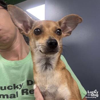 Edith -  Chihuahua Dog for Adoption in Washington, District Of Columbia - Edith | PetCurious