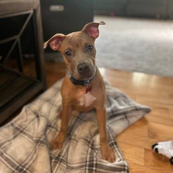 Dolly -  Pit Bull Terrier and Mixed Breed Dog for Adoption in Detroit, Michigan - Dolly | PetCurious