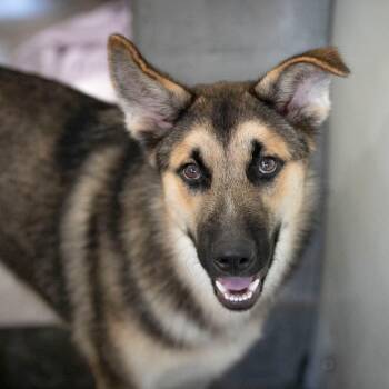 Mike (JY26-120) -  German Shepherd Dog Dog for Adoption in Peyton, Colorado - Mike (JY26-120) | PetCurious