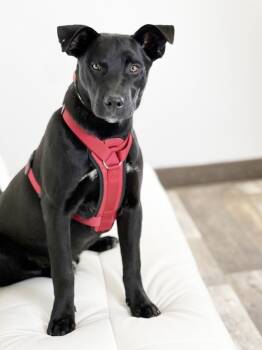 Rescue Flat Coated Retriever and Shepherd Dogs for Adoption in Savage, Minnesota - Truck Litter - F150 | PetCurious