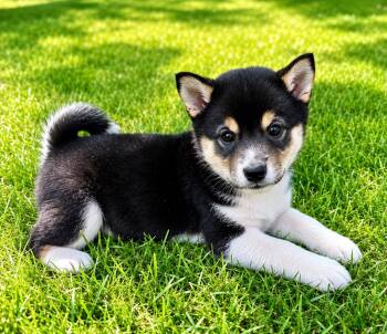 Cooper -  Shiba Inu Dog for Adoption in New Baltimore, Michigan - Cooper | PetCurious