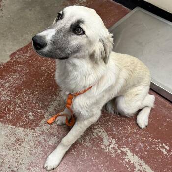 Mixed Breed Dogs Available for Adoption in Pauls Valley, Oklahoma - Ethel | PetCurious