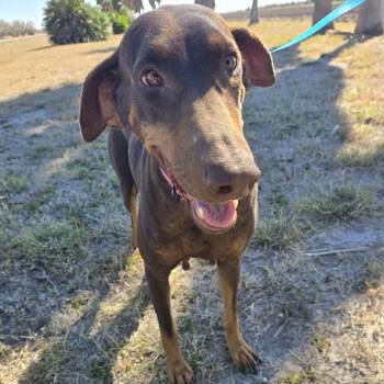 Doberman Pinscher Dogs Available for Adoption - Lady | PetCurious