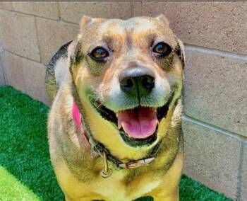 PLEASE SAVE ME - STELLA - A512837 -  Belgian Shepherd Malinois Dog for Adoption in San Marcos, California - PLEASE SAVE ME - STELLA - A512837 | PetCurious