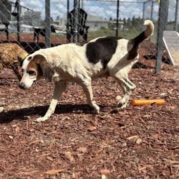 Treeing Walker Coonhound Dogs Available for Adoption in Bronson, Florida - Shelly | PetCurious