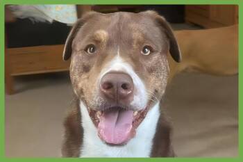 Mo -  Chesapeake Bay Retriever and Pit Bull Terrier Dog for Adoption in Amherst, Massachusetts - Mo | PetCurious