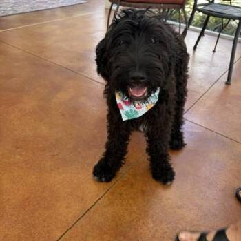 Melia -  Goldendoodle Dog for Adoption in Maitland, Florida - Melia | PetCurious