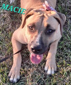 Macie -  Mountain Cur Dog for Adoption in Andover, Massachusetts - Macie | PetCurious