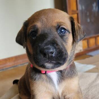 Brian -  Labrador Retriever and Mixed Breed Dog for Adoption in Austin, Texas - Brian | PetCurious
