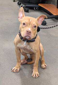 Pit Bull Terrier Dogs Available for Adoption - DARBY | PetCurious