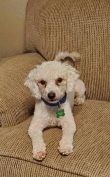 Poodle and Airedale Terrier Dogs Available for Adoption in Coppell, Texas - Bud | PetCurious