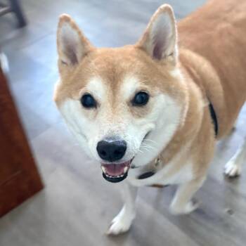 Shiba Inu Dogs Available for Adoption in Tampa, Florida - Boba Tea | PetCurious
