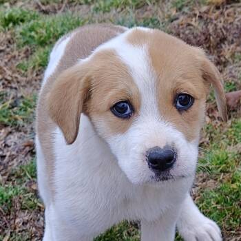 Yellow Labrador Retriever and Golden Retriever Dogs Available for Adoption - Lindsey Olympians | PetCurious
