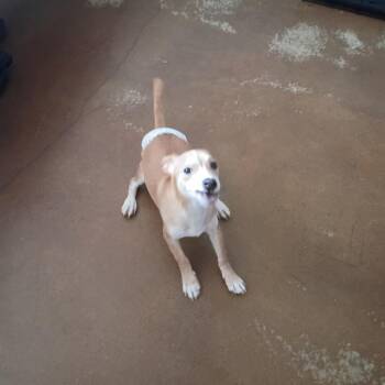 Chihuahua Dogs Available for Adoption in Austin, Texas - Gizmo Plush | PetCurious