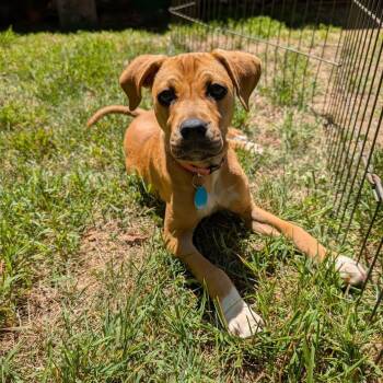 Laine -  Labrador Retriever and Mixed Breed Dog for Adoption in Greensboro, North Carolina - Laine | PetCurious