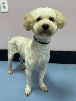 Petuinia -  Miniature Poodle Dog for Adoption in Catlettsburg, Kentucky - Petuinia | PetCurious