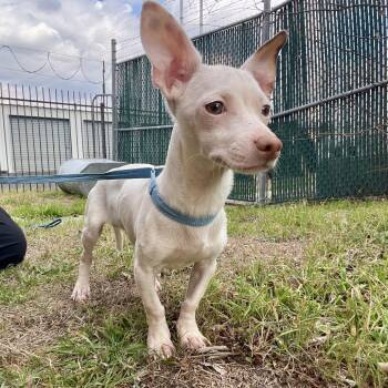 Chihuahua Dogs Available for Adoption - Montgomery | PetCurious