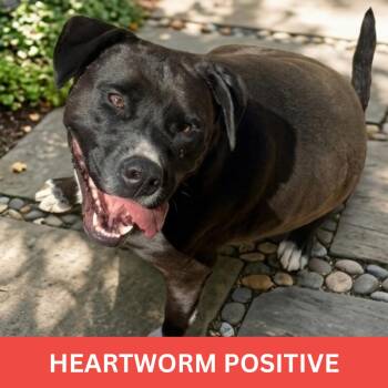 Zeus -  Pit Bull Terrier and Terrier Dog for Adoption in Tishomingo, Oklahoma - Zeus | PetCurious