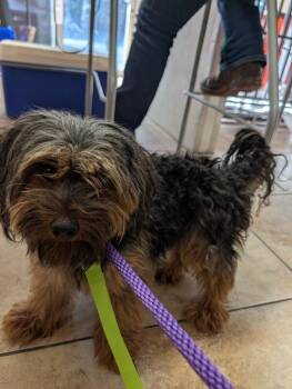 Mop -  Mixed Breed Dog for Adoption in Cincinnati, Ohio - Mop | PetCurious