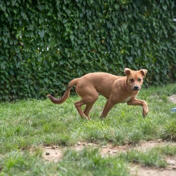 Stormer -  Terrier and Shepherd Dog for Adoption in Pawling, New York - Stormer | PetCurious