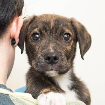 Momo -  Mixed Breed Dog for Adoption in Middletown, Rhode Island - Momo | PetCurious